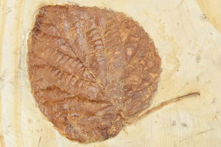Fossil Leaf (Davidia) - Montana #203360